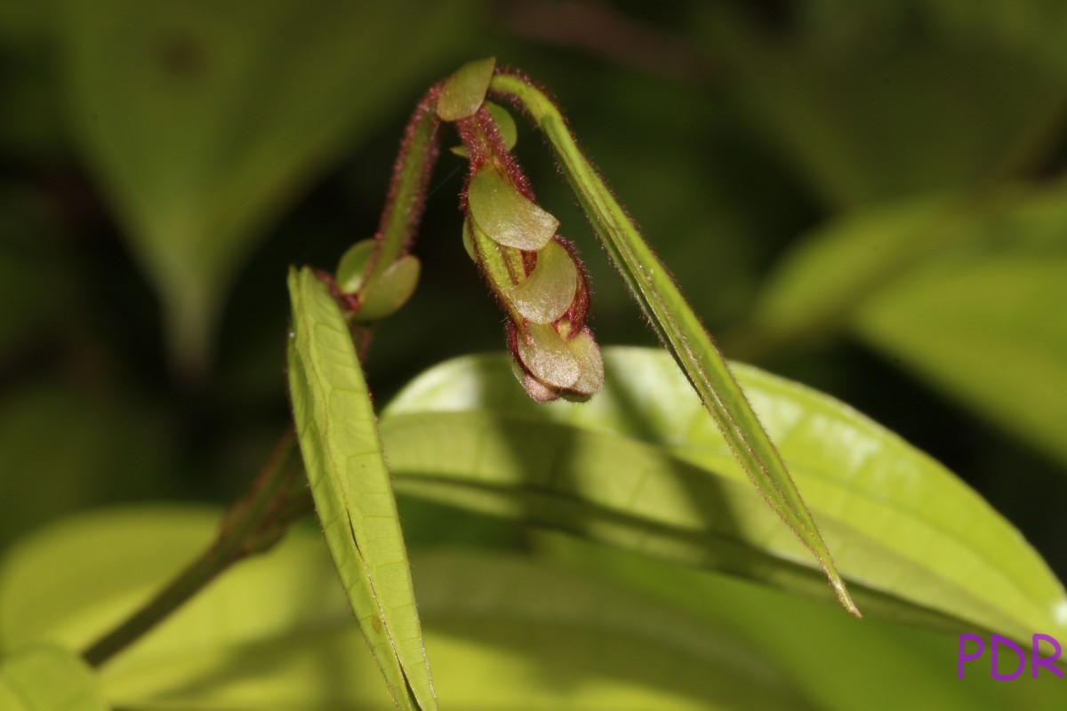 Phanera kockiana (Korth.) Benth.